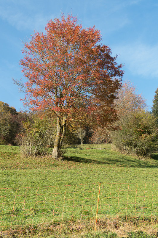 Arbre en automne