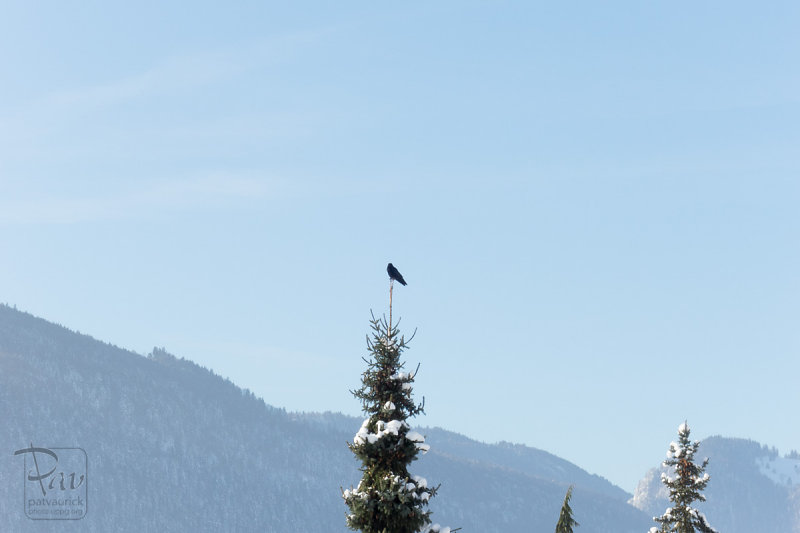 Oiseau sur le sapin