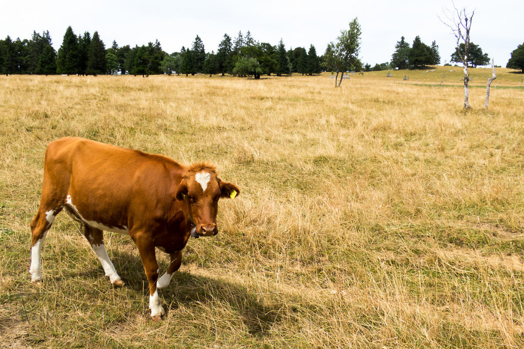 vache qui nous suit…