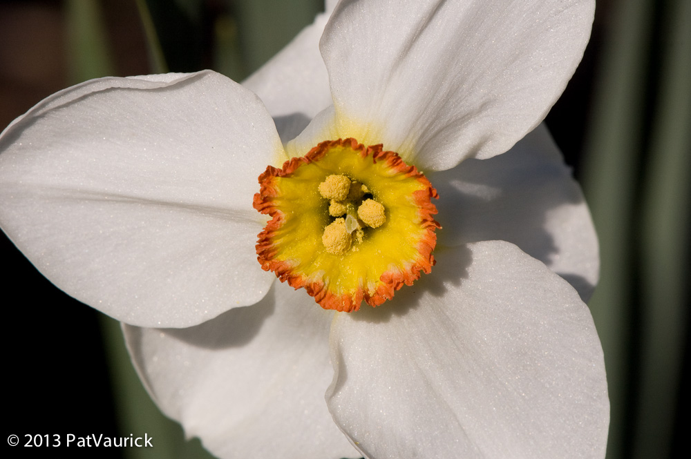 Jardin_Corge_25042013_DSC_8363-3_blog