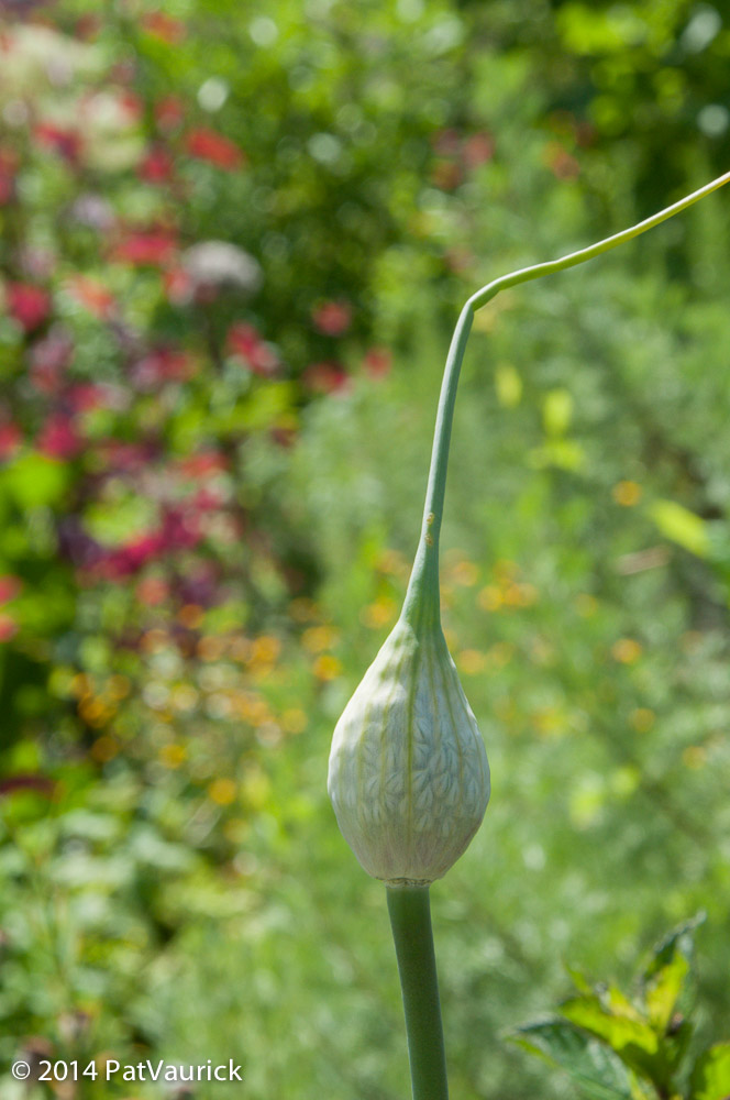 Jardin_Corge_16072014_DSC_3633-013_blog