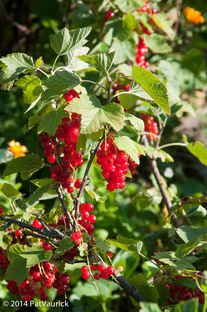 Jardin_Corge_16072014_DSC_3667-046_blog