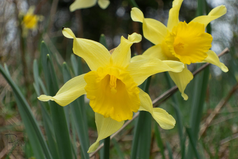 Jonquilles au chalet