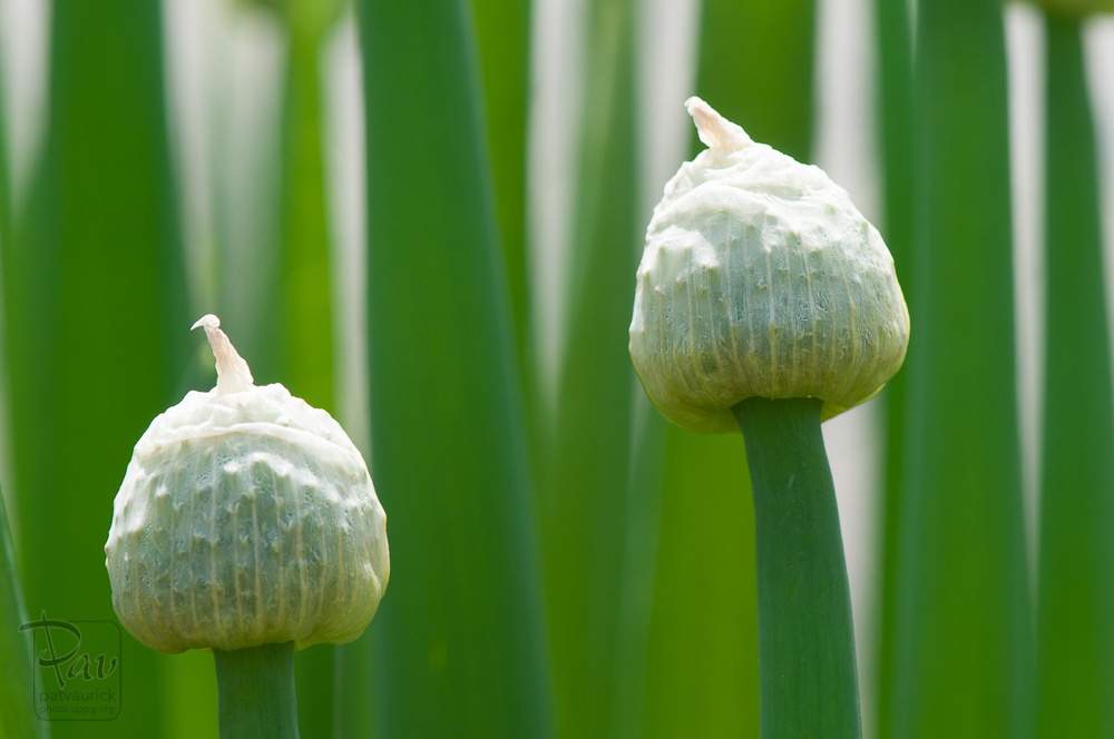Jardin_Corge_pav_210516_DSC_6630-045_blog